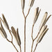 Kova Seed Stem - Sand Wash - Biku Furniture & Homewares