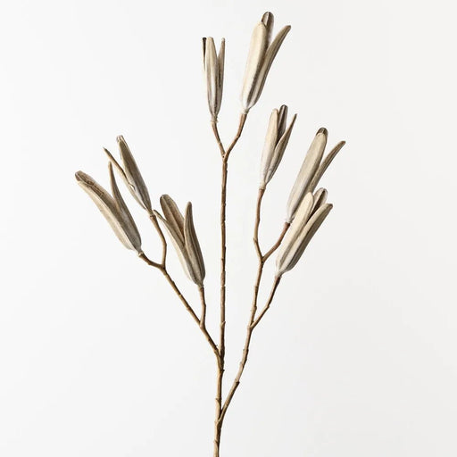 Kova Seed Stem - Sand Wash - Biku Furniture & Homewares