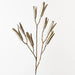 Kova Seed Stem - Sand Wash - Biku Furniture & Homewares