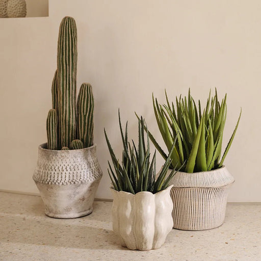 Kray Vera Plant - Biku Furniture & Homewares