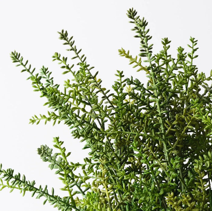 Liora Succulent Cluster - Biku Furniture & Homewares