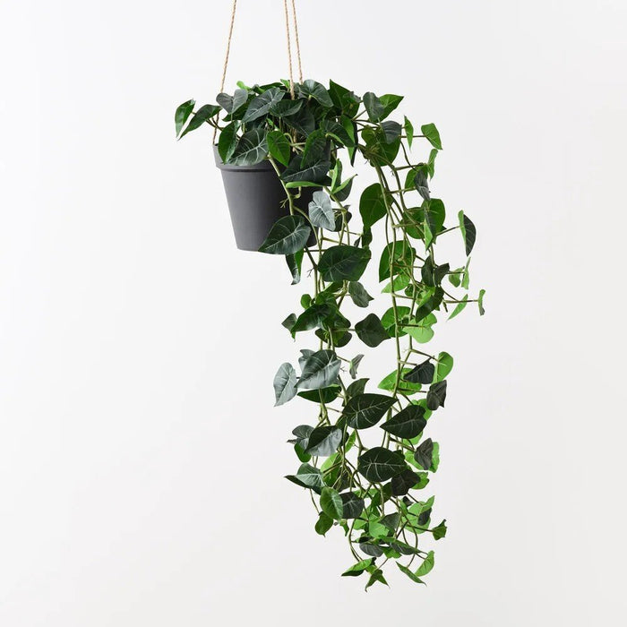 Lush Syngonium Hanging Vine - Biku Furniture & Homewares