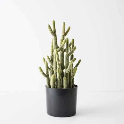 Mesa Column Cactus - Biku Furniture & Homewares
