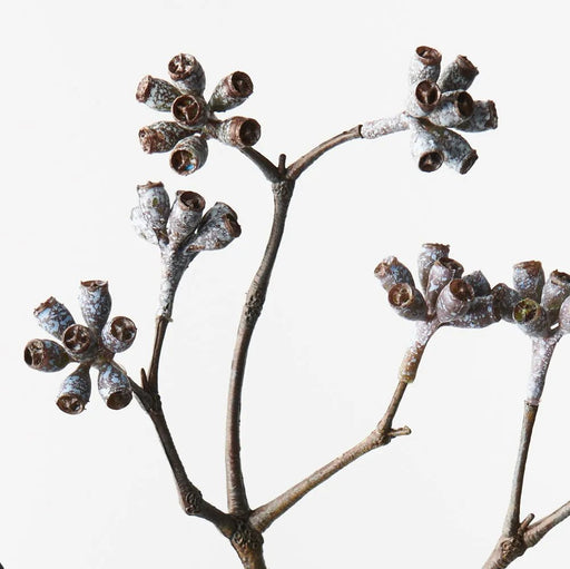 Misty Eucalyptus Cluster - Biku Furniture & Homewares