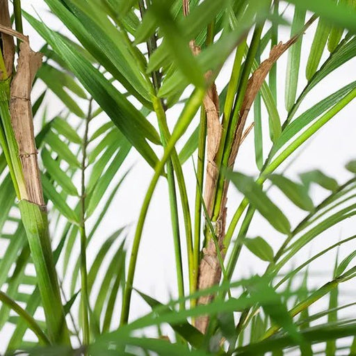Phoenix Palm Tree - Biku Furniture & Homewares