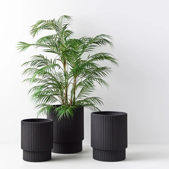 Phoenix Palm Tree - Biku Furniture & Homewares
