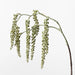Pokeberry Spray - Biku Furniture & Homewares