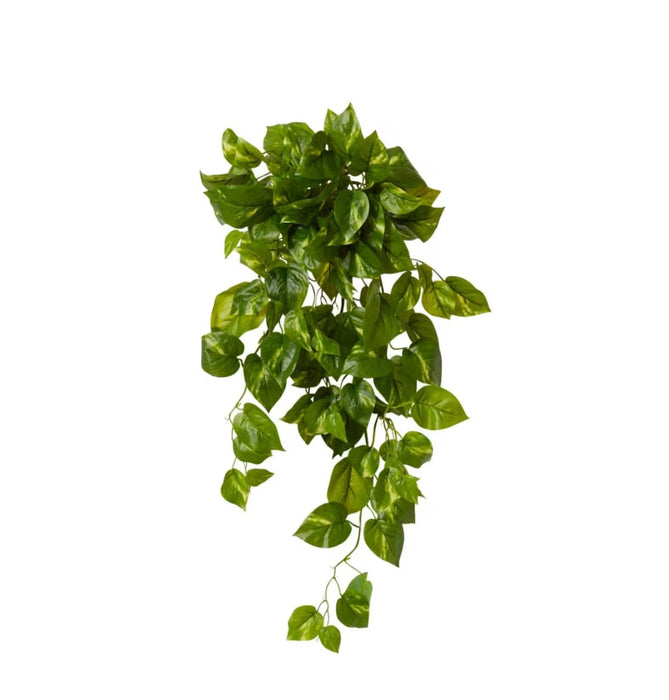 Pothos Hanging Plant - Biku Furniture & Homewares