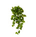Pothos Hanging Plant - Biku Furniture & Homewares