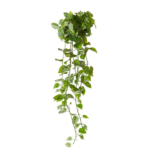 Pothos Plant Outdoor - Biku Furniture & Homewares