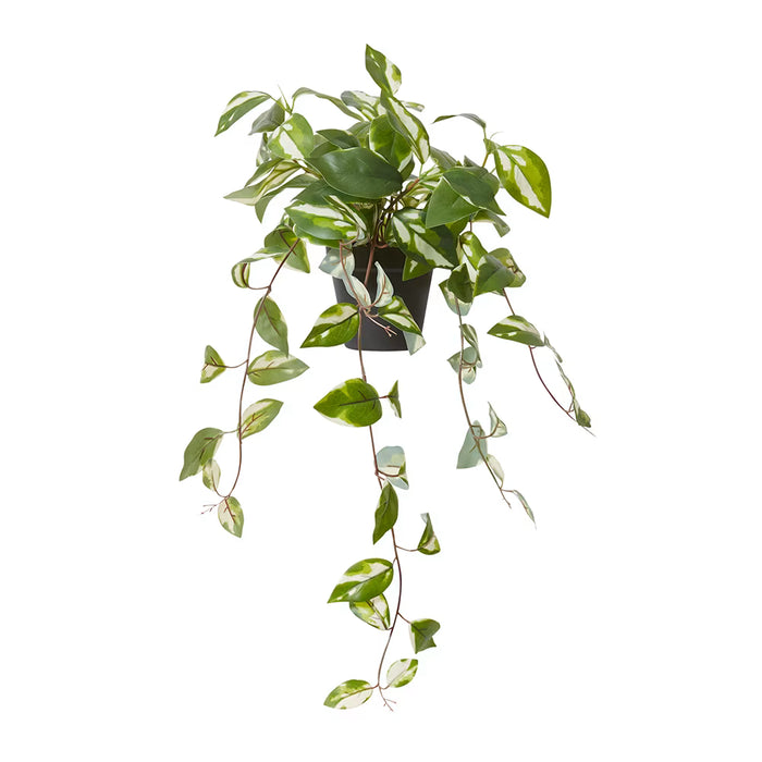 Faux Hoya Potted Plant Green