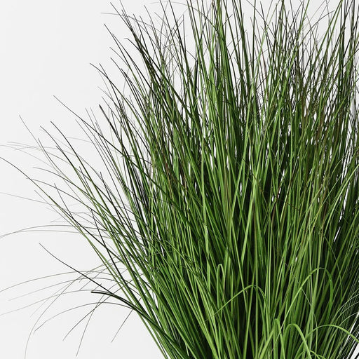 Prairie Grass Display - Biku Furniture & Homewares