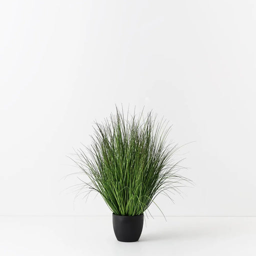 Prairie Grass Display - Biku Furniture & Homewares