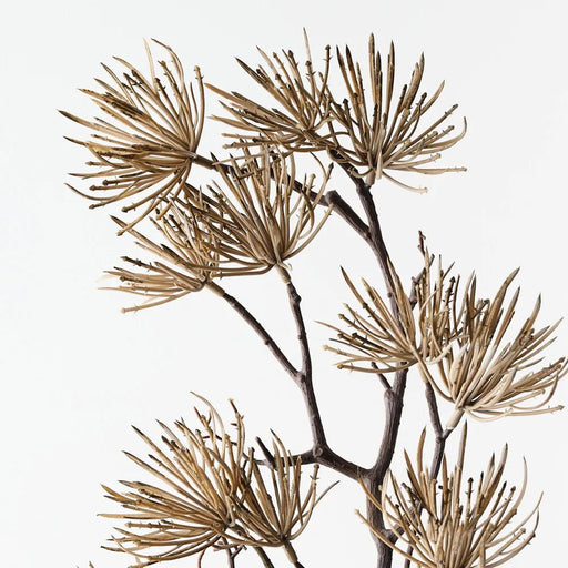 Prickle Stem - Biku Furniture & Homewares