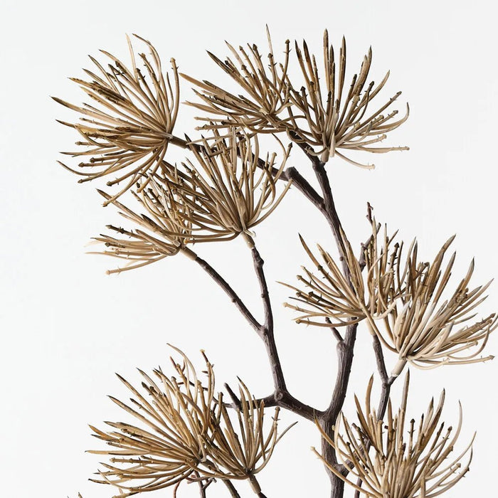 Prickle Stem - Biku Furniture & Homewares