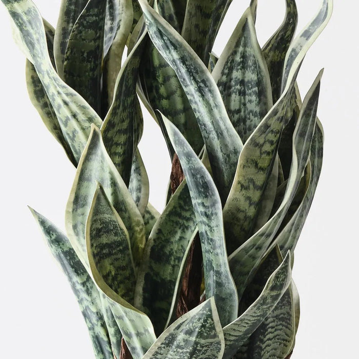 Sanserieria - Biku Furniture & Homewares