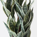 Sanserieria - Biku Furniture & Homewares