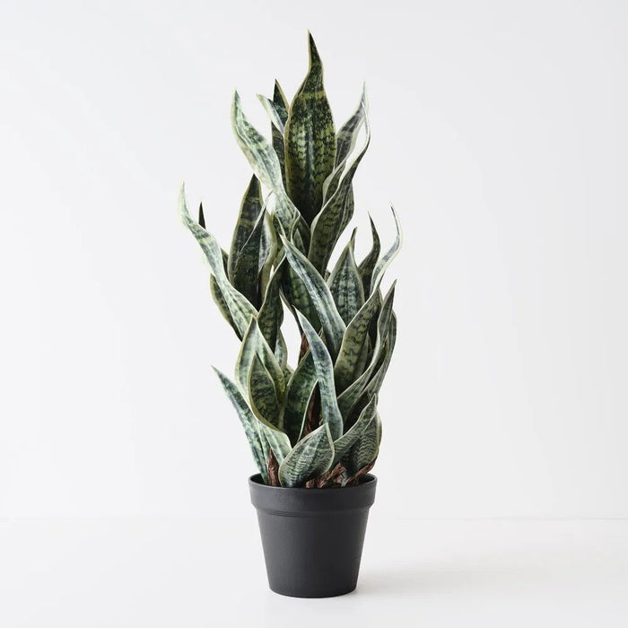Sanserieria - Biku Furniture & Homewares