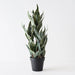 Sanserieria - Biku Furniture & Homewares