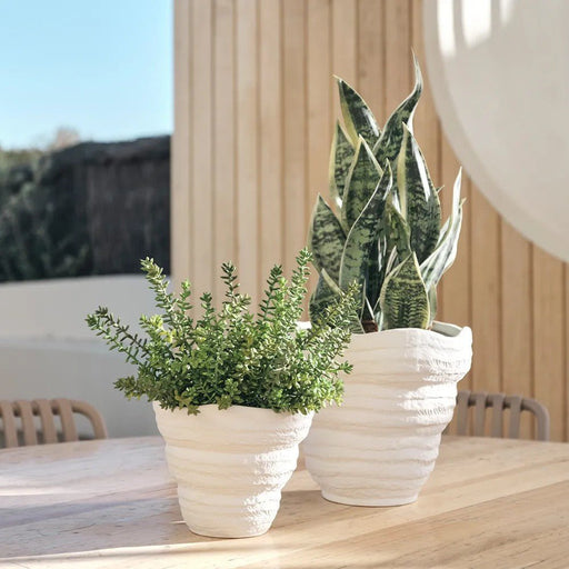 Sansevieria - Biku Furniture & Homewares