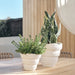 Sansevieria - Biku Furniture & Homewares