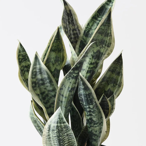 Sansevieria - Biku Furniture & Homewares