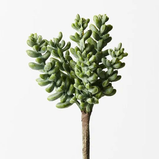 Sedum Cluster - Biku Furniture & Homewares