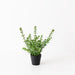 Sedum Plant - Biku Furniture & Homewares