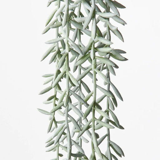 Silvra Banana String Bush - Biku Furniture & Homewares