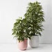 Sore Pot - Biku Furniture & Homewares