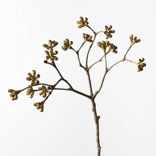 Spec Seed - Biku Furniture & Homewares