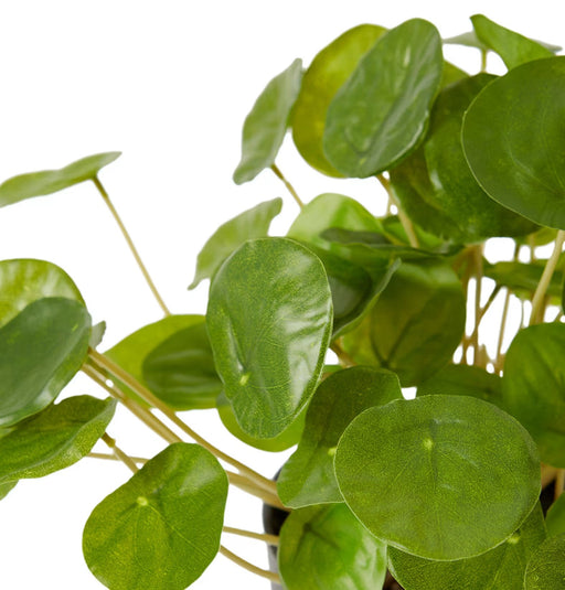 Verdant Coin Leaf Plant - Biku Furniture & Homewares