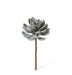 Verdantia Succulent Stem M - Biku Furniture & Homewares