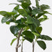 Verdanza Ficus Tree S - Biku Furniture & Homewares