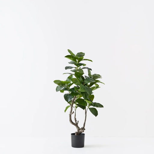 Verdanza Ficus Tree S - Biku Furniture & Homewares