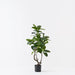Verdanza Ficus Tree S - Biku Furniture & Homewares