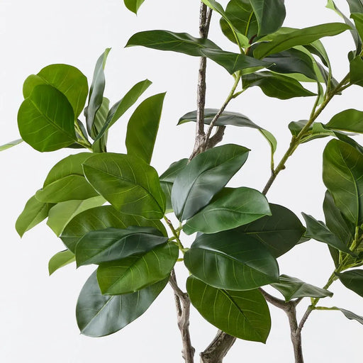 Verdanza Ficus Tree T - Biku Furniture & Homewares
