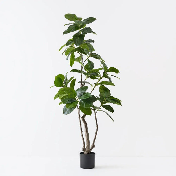 Verdanza Ficus Tree T - Biku Furniture & Homewares