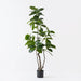Verdanza Ficus Tree T - Biku Furniture & Homewares