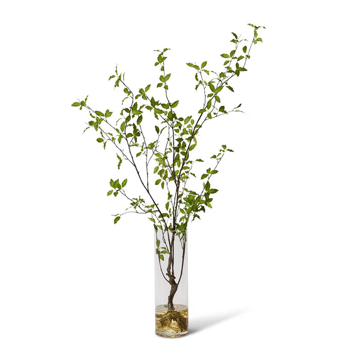 Verdanza Pittosporum L - Biku Furniture & Homewares