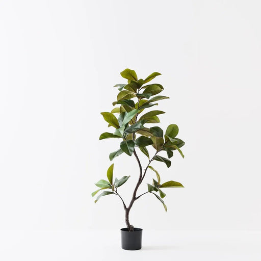 Verdanza Rubber Tree S - Biku Furniture & Homewares