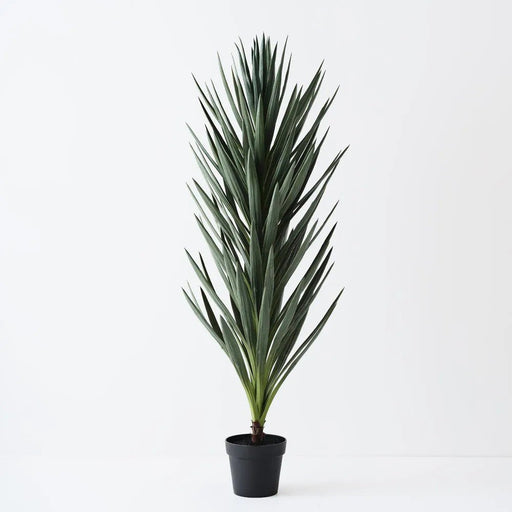 Verdanza Yucca tall - Biku Furniture & Homewares