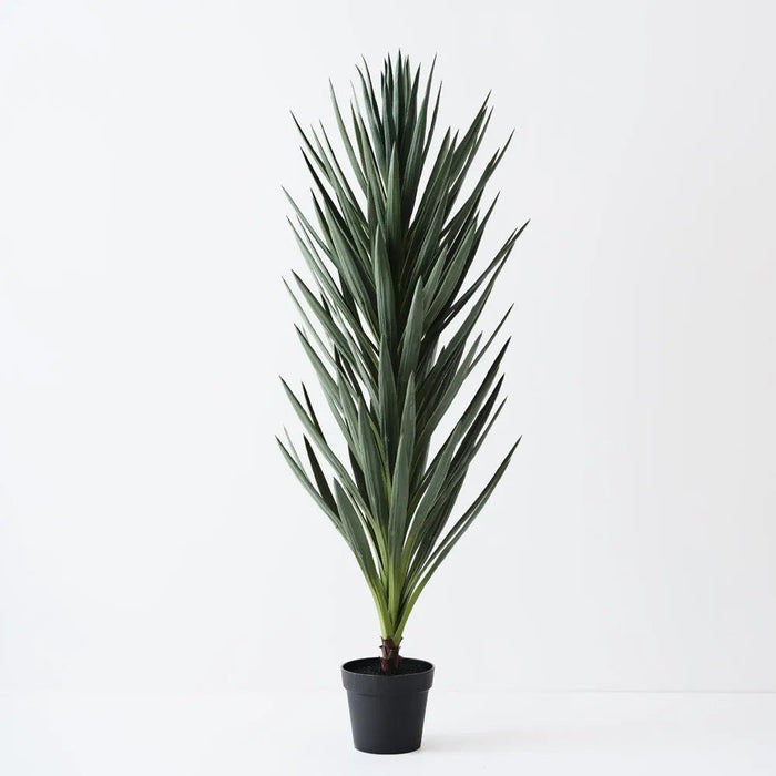 Verdanza Yucca tall - Biku Furniture & Homewares