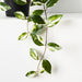 Wax - Vine in Planter - Biku Furniture & Homewares