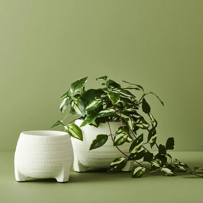 Wax - Vine in Planter - Biku Furniture & Homewares