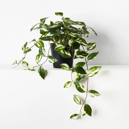 Wax - Vine in Planter - Biku Furniture & Homewares