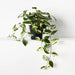 Wax - Vine in Planter - Biku Furniture & Homewares
