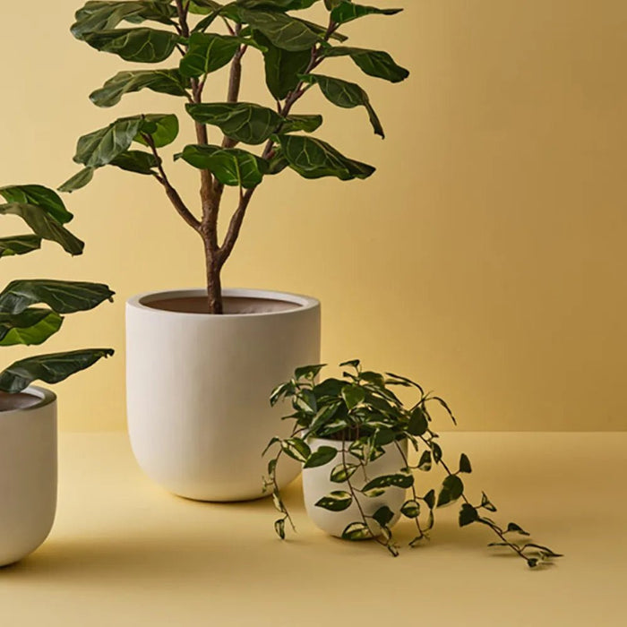 Wax - Vine in Planter - Biku Furniture & Homewares