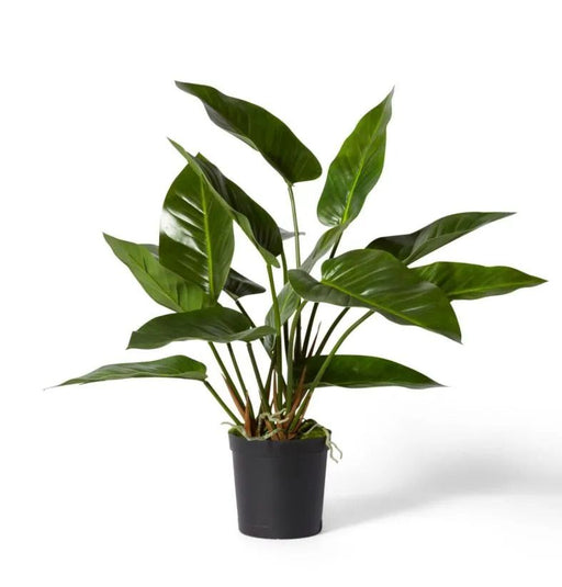 Anthurium Elegance Potted Plant - Biku Furniture & Homewares