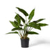 Anthurium Elegance Potted Plant - Biku Furniture & Homewares
